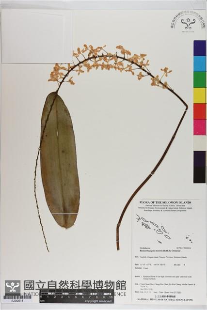 Accession Number:S200014 Collection Image