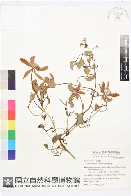 屏東鐵線蓮藏品圖，第1張