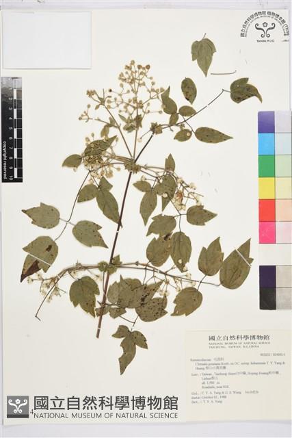 梨山小蓑衣藤藏品圖，第2張