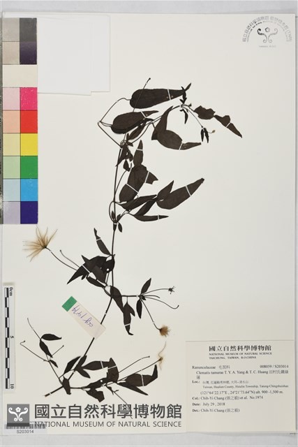 田村氏鐵線蓮藏品圖，第1張