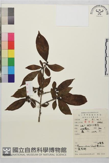 山鼠李藏品圖，第1張