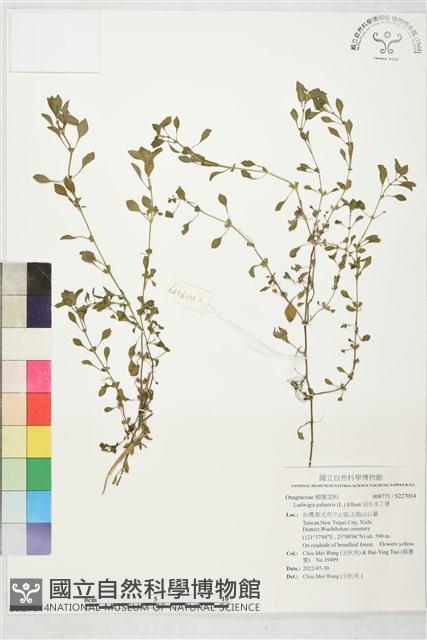 沼生水丁香藏品圖，第1張