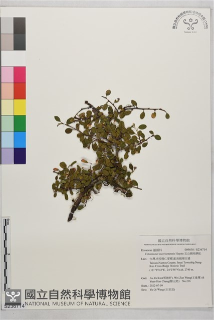 玉山鋪地蜈蚣藏品圖，第1張
