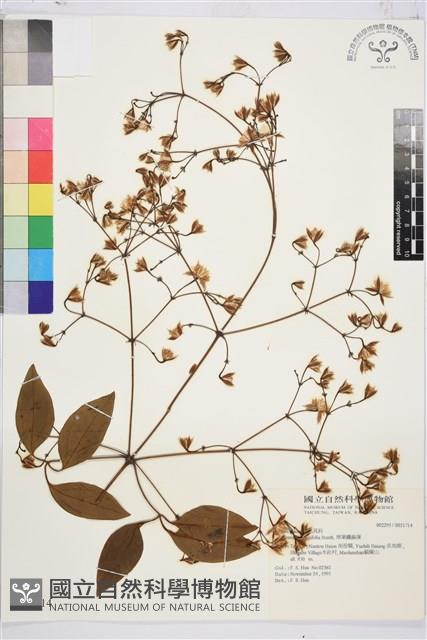 厚葉鐵線蓮藏品圖，第2張