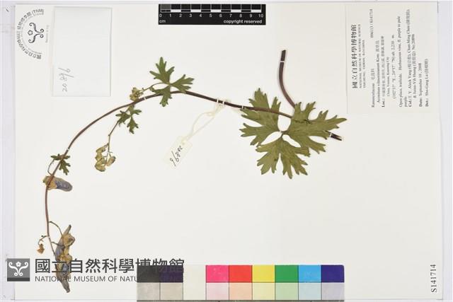 黃草烏藏品圖，第1張