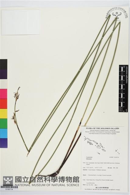 登錄號:S195714藏品圖，第1張