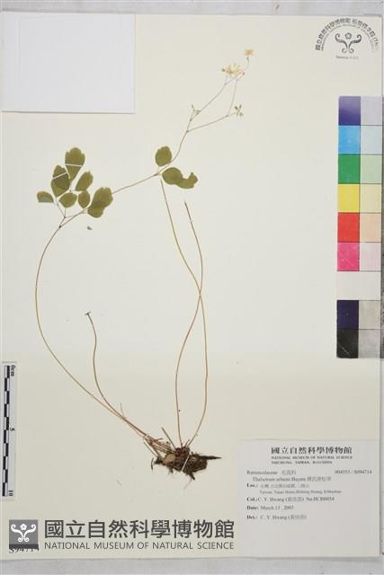 傅氏唐松草藏品圖，第1張