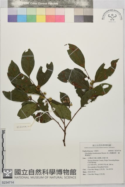 高士佛饅頭果，臺彎算盤子藏品圖，第1張