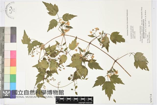 女萎藏品圖，第1張