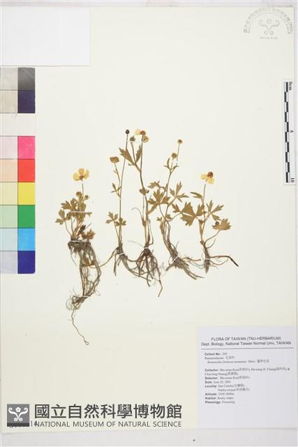 蓬萊毛茛藏品圖，第1張