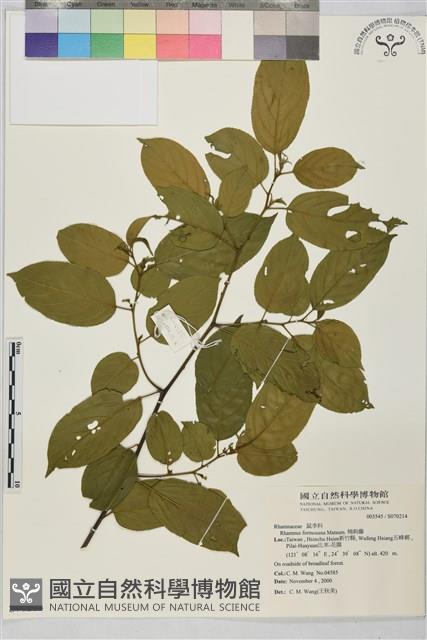 桶鉤藤藏品圖，第1張