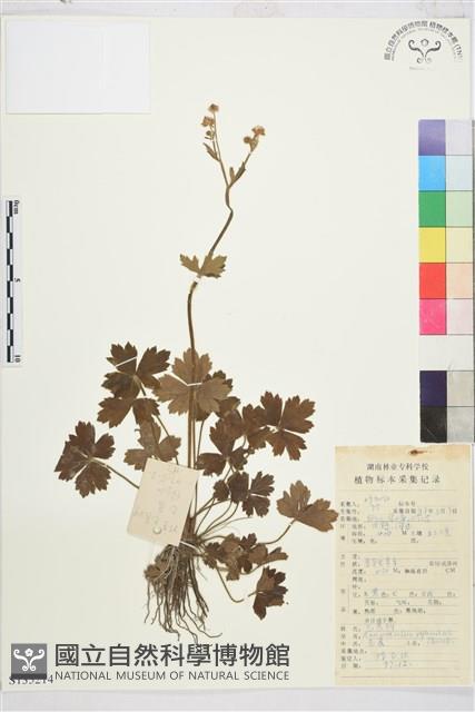 毛茛藏品圖，第1張