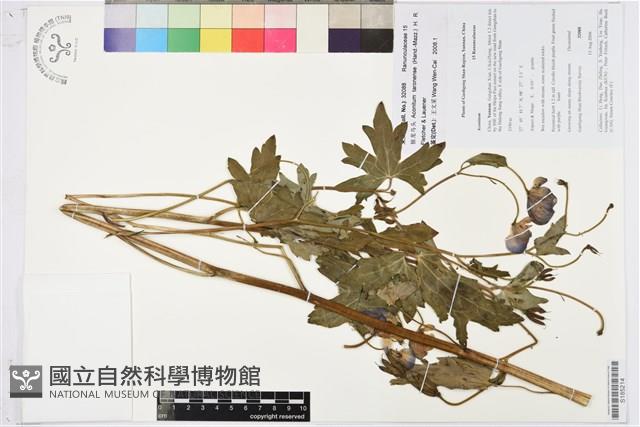 獨龍烏頭藏品圖，第1張