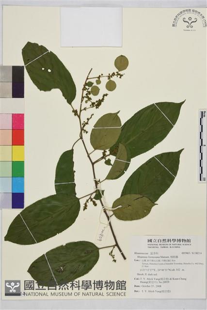 桶鉤藤藏品圖，第1張