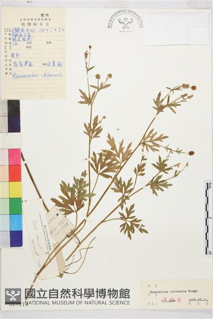 茴茴蒜藏品圖，第1張