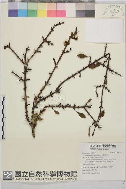 小葉鼠李藏品圖，第1張