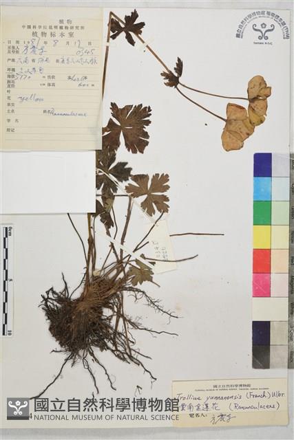 雲南金蓮花藏品圖，第2張