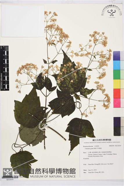 串鼻龍藏品圖，第1張