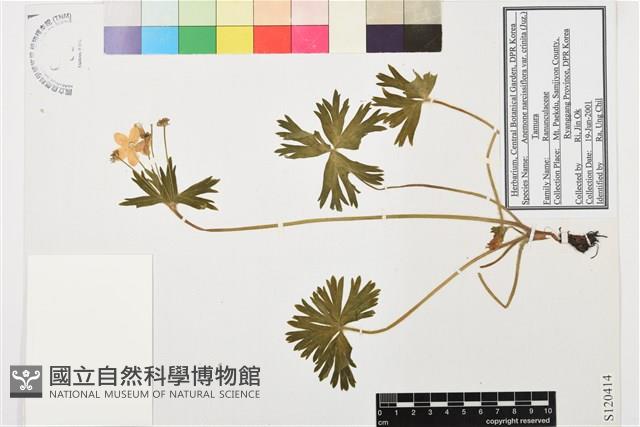 長毛銀蓮花藏品圖，第1張