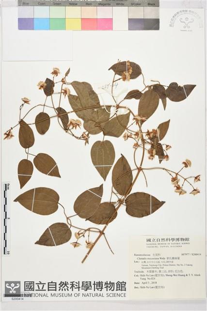 麥氏鐵線蓮藏品圖，第1張