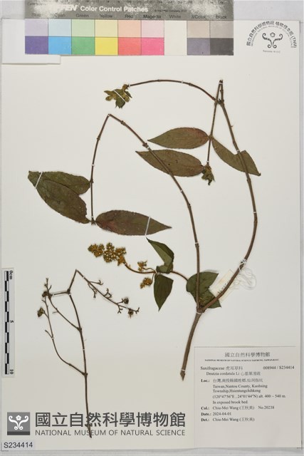 心基葉溲疏藏品圖，第1張