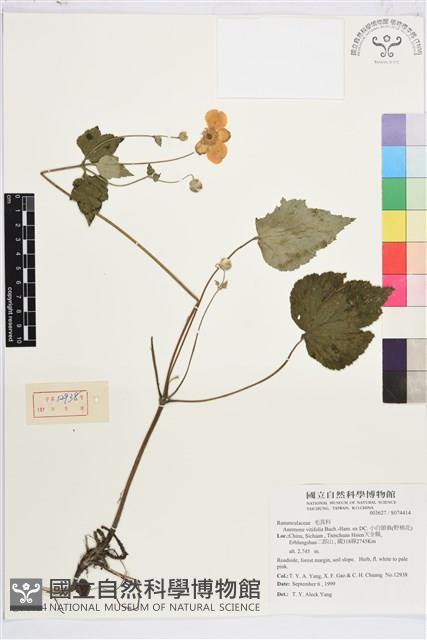 小白頭翁、野棉花藏品圖，第1張