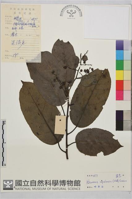 尼布魯鼠李藏品圖，第1張