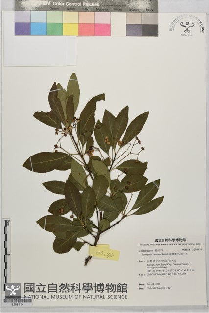 厚葉衛矛, 源一木藏品圖，第1張