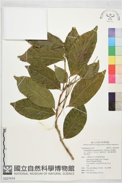 印尼頷垂豆、吉鈴豆、吉日豆、緬甸臭豆、稀花猴耳環、得英蒂豆藏品圖，第1張