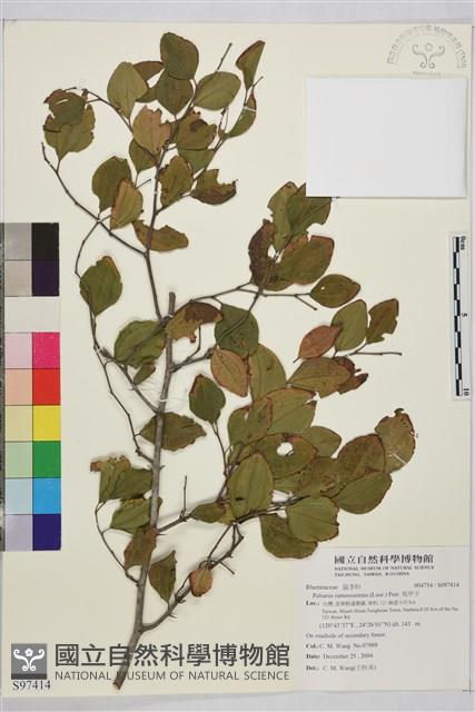 馬甲子藏品圖，第2張