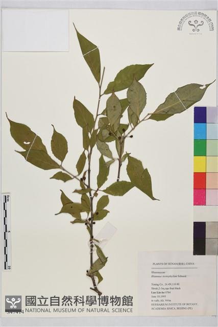 桃葉鼠李藏品圖，第1張