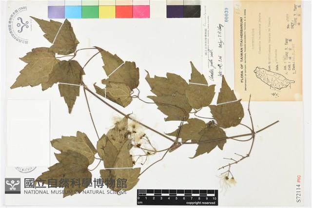 串鼻龍藏品圖，第1張