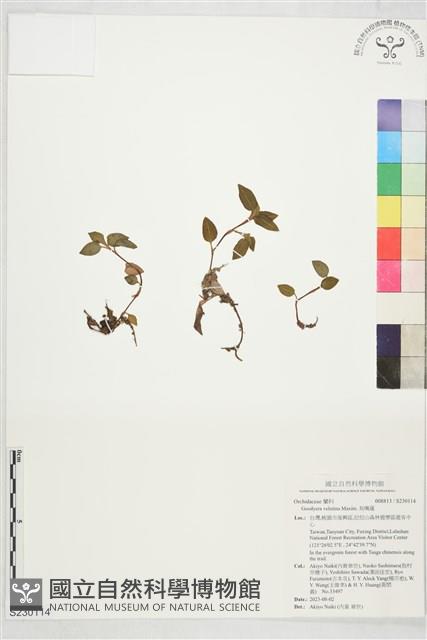 鳥嘴蓮藏品圖，第1張
