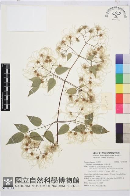 小蓑衣藤藏品圖，第1張