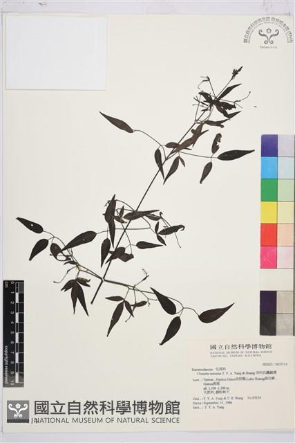 田村氏鐵線蓮藏品圖，第1張