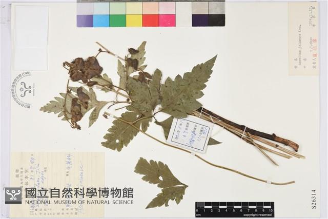 鴨綠烏頭藏品圖，第1張