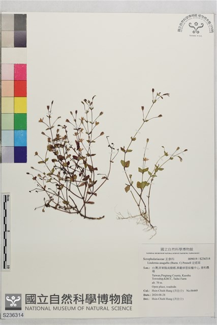 定經草藏品圖，第1張