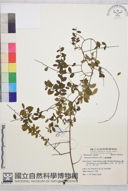 小葉黃鱔藤藏品圖，第1張