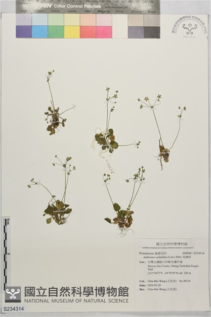 地錢草藏品圖，第1張