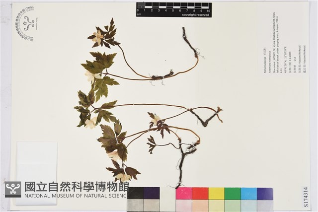 木質銀蓮花、蔭蔽銀蓮花藏品圖，第1張