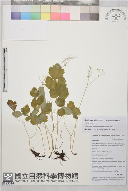 小果唐松草藏品圖，第1張