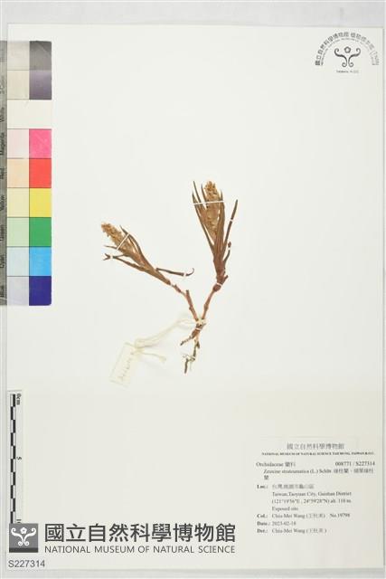 線柱蘭、細葉線柱蘭藏品圖，第1張