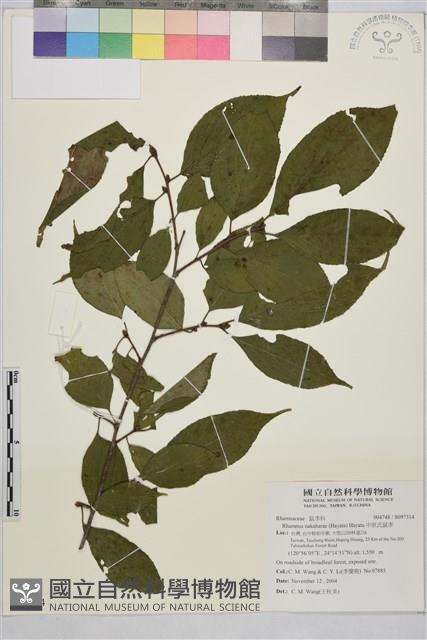 中原氏鼠李藏品圖，第1張