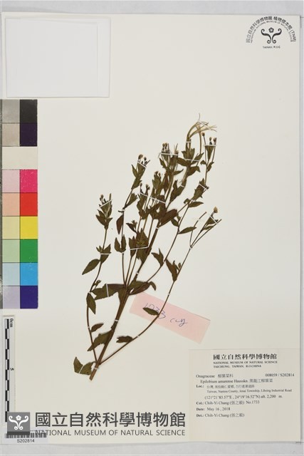 黑龍江柳葉菜藏品圖，第1張