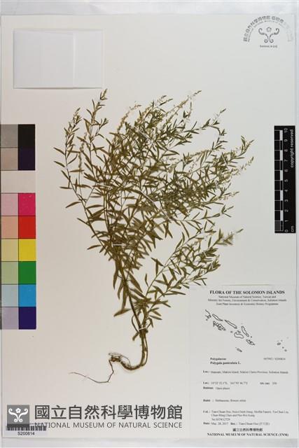 圓錐花遠志藏品圖，第1張