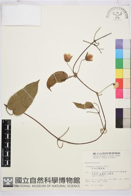 亨利氏鐵線蓮藏品圖，第2張