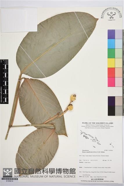 蘭嶼竹芋藏品圖，第1張