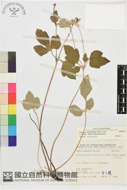 小白頭翁、野棉花藏品圖，第1張