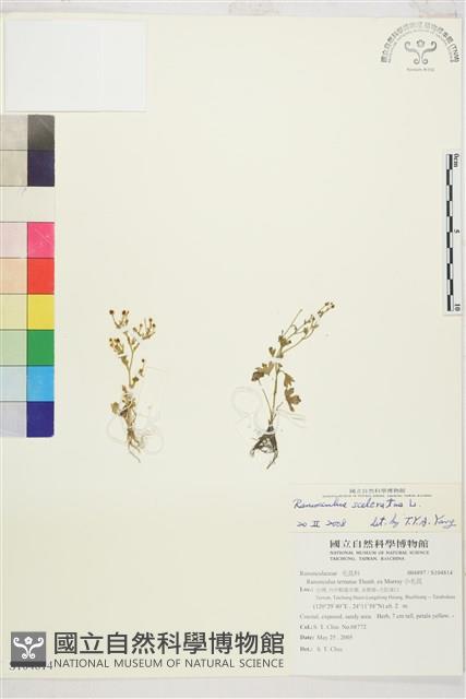 石龍芮藏品圖，第1張