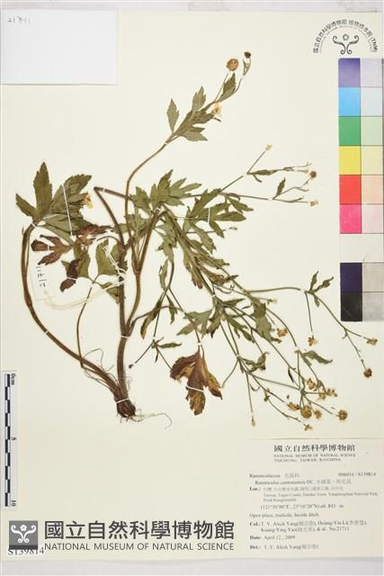 水辣菜、禺毛茛藏品圖，第1張